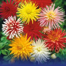 8718641970508 1 Dahlia Cactus Mixed.jpg